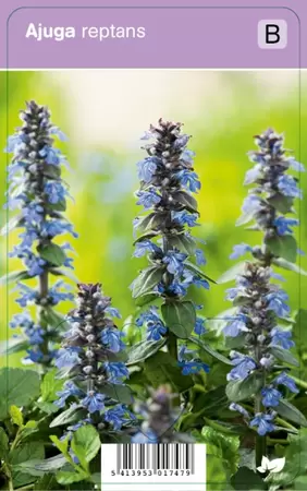 Ajuga reptans