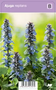 Ajuga reptans
