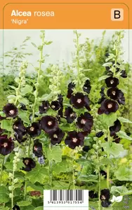 Alcea rosea Nigra