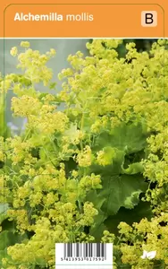 Alchemilla mollis