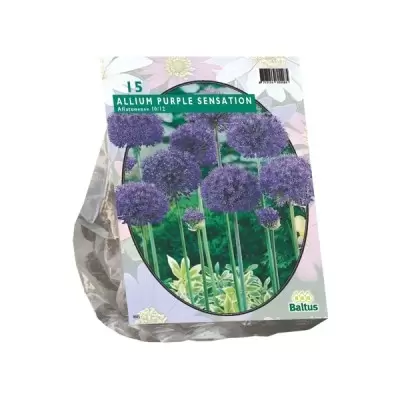 Allium Aflatunense Purple Sensation per 15