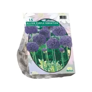 Allium Aflatunense Purple Sensation per 15