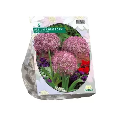 Allium Albopilosum Christophii per 5