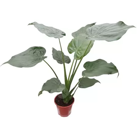 Alocasia Cucullata | Olifantsoor