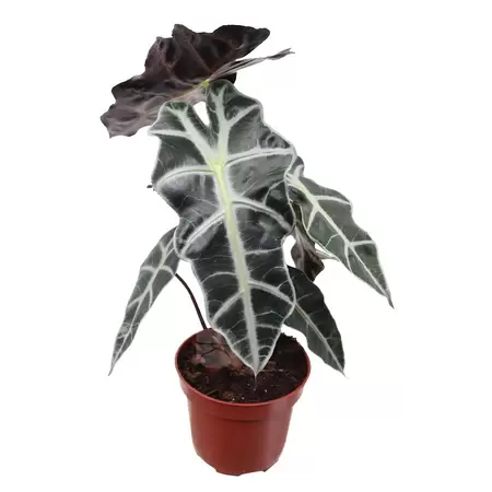 Alocasia 'Polly' | Olifantsoor