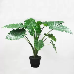 Alocasia Portodora | Olifantsoor