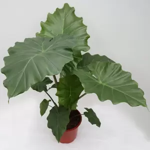 Alocasia Portodora | Olifantsoor