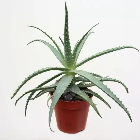 Aloe Arborescens