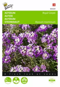 Alyssum Sneeuwkleed Buzzy Seeds - afbeelding 1