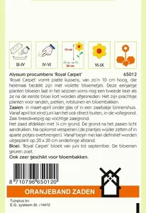 Alyssum Royal Carpet Oranjeband - afbeelding 2