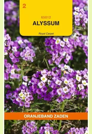 Alyssum Royal Carpet Oranjeband - afbeelding 1