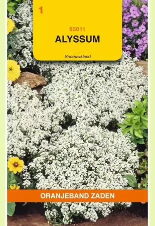 Alyssum Sneeuwkleed Oranjeband - afbeelding 1