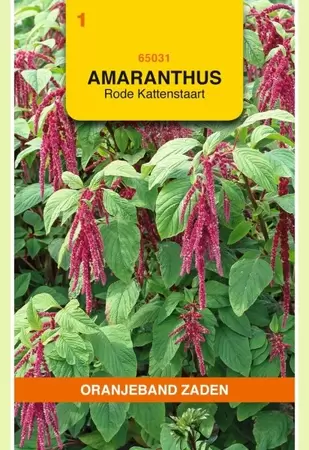 Amaranthus, Kattenstaart rood Oranjeband - afbeelding 1