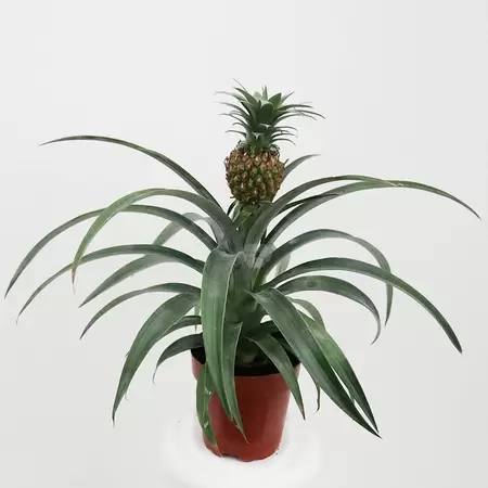 Ananas Candido | Anti-Snurk Plant Pot12cm H30cm