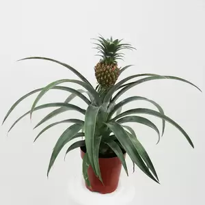 Ananas Candido | Anti-Snurk Plant Pot12cm H30cm