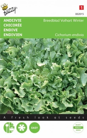 Andijvie Breedblad Volhart Winter Buzzy Seeds - afbeelding 1