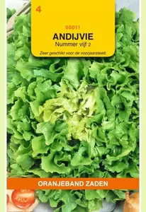 Andijvie Nummer Vijf 2 Oranjeband - afbeelding 1