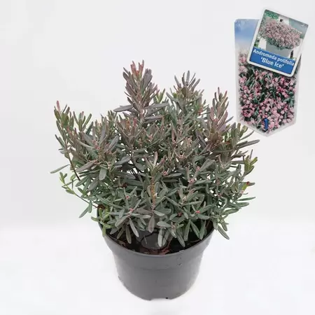Andromeda polifolia 'Blue Ice' C2 | Lavendelheide