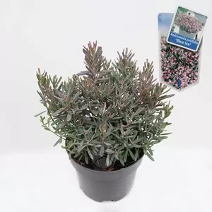 Andromeda polifolia 'Blue Ice' C2 | Lavendelheide