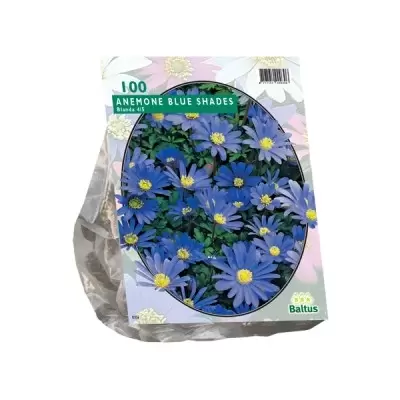 Anemone Blanda; Blauw per 100