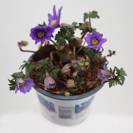 Anemone blanda - blauw