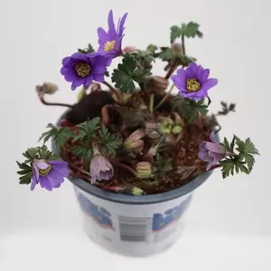 Anemone blanda - blauw