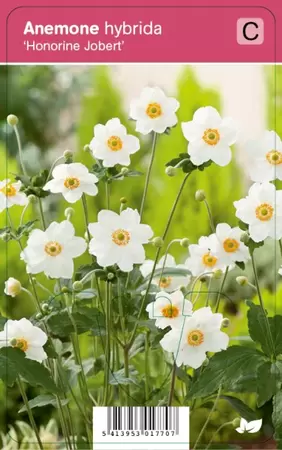 Anemone hybr. Honorine Jobert  P9