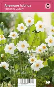 Anemone hybr. Honorine Jobert  P9