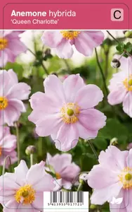 Anemone hybr. Queen Charlotte  P9
