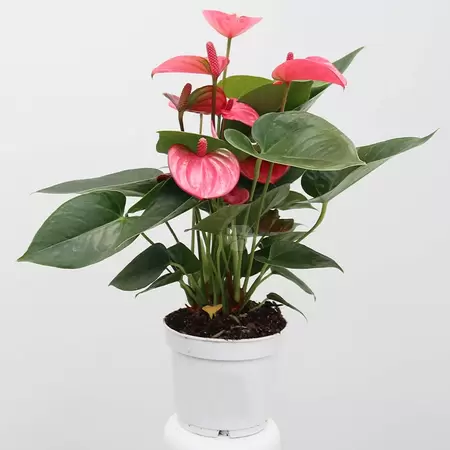 Anthurium And. Pink Champion | Flamingoplant Pot12cm H40cm - roze