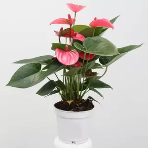 Anthurium And. Pink Champion | Flamingoplant roze