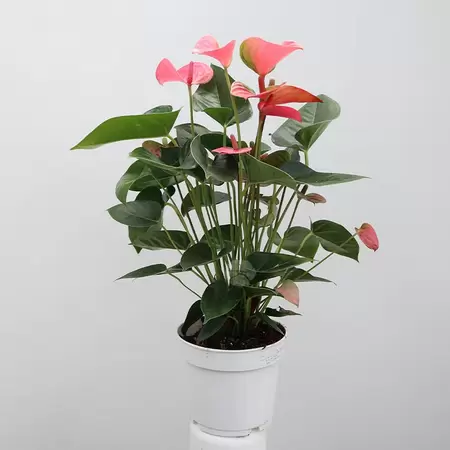 Anthurium And. Pink Champion | Flamingoplant roze