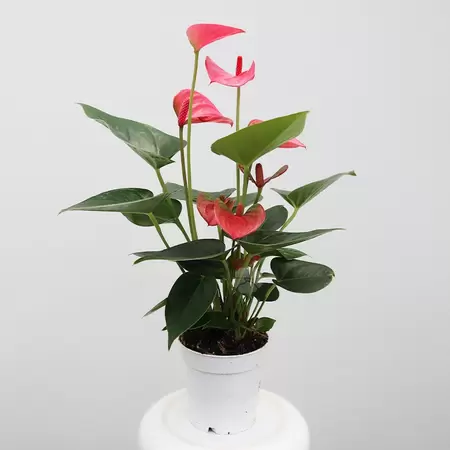 Anthurium And. Pink Champion | Flamingoplant roze