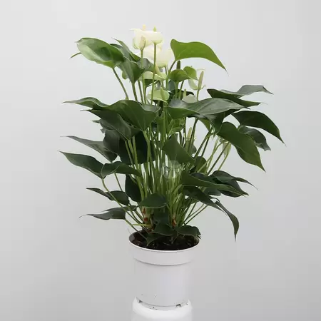Anthurium And. White Champion | Flamingoplant - wit