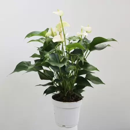 Anthurium And. White Champion | Flamingoplant - wit