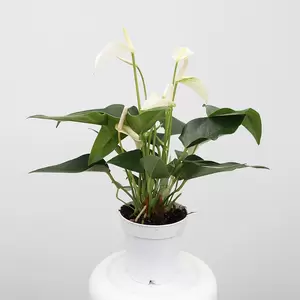 Anthurium And. White Champion | Flamingoplant - wit