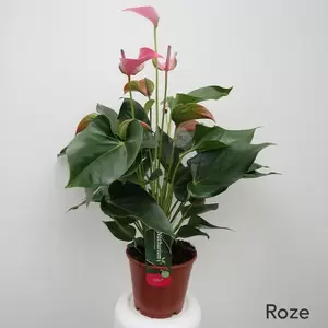 Anthurium Andreanum | Flamingoplant - afbeelding 2