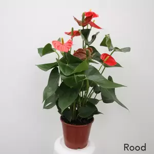 Anthurium Andreanum | Flamingoplant - afbeelding 3