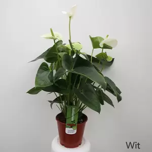 Anthurium Andreanum | Flamingoplant - afbeelding 4