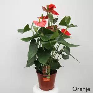 Anthurium Andreanum | Flamingoplant - afbeelding 5