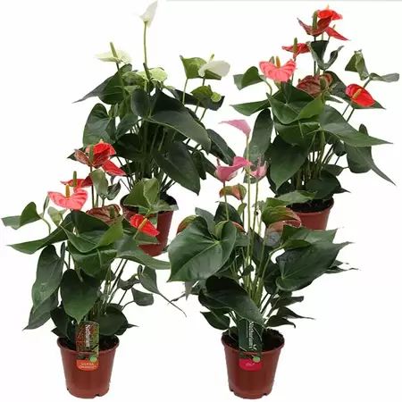 Anthurium Andreanum | Flamingoplant - afbeelding 1