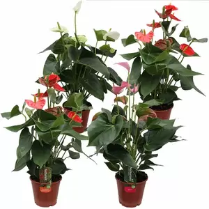 Anthurium Andreanum | Flamingoplant - afbeelding 1