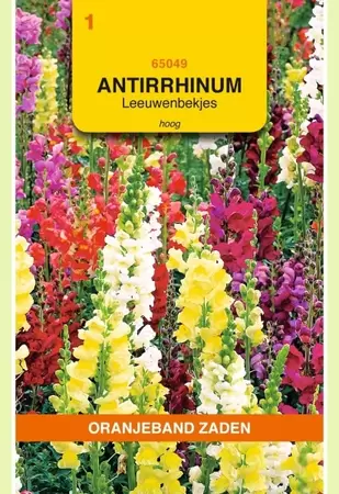 Antirrhinum, Leeuwenbekje, hoog gemengd Oranjeband - afbeelding 1