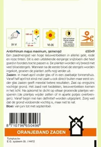 Antirrhinum, Leeuwenbekje, hoog gemengd Oranjeband - afbeelding 2