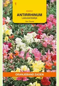 Antirrhinum, Leeuwenbekje Tom Thumb Oranjeband - afbeelding 1