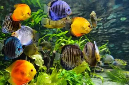 Aquaria onderdelen