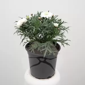 Argyranthemum | Margriet
