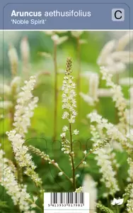 Aruncus aeth. Noble Spirit P9