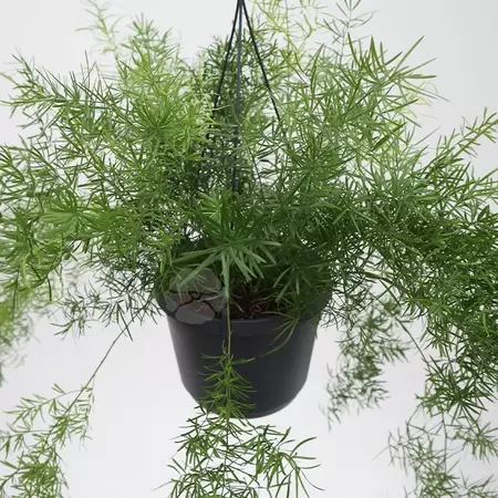 Asparagus densiflorus `Sprengeri` | Sierasperge Hangpot P17 - afbeelding 1