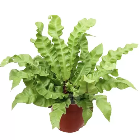 Asplenium 'Chrispy Wave' | Nestvaren